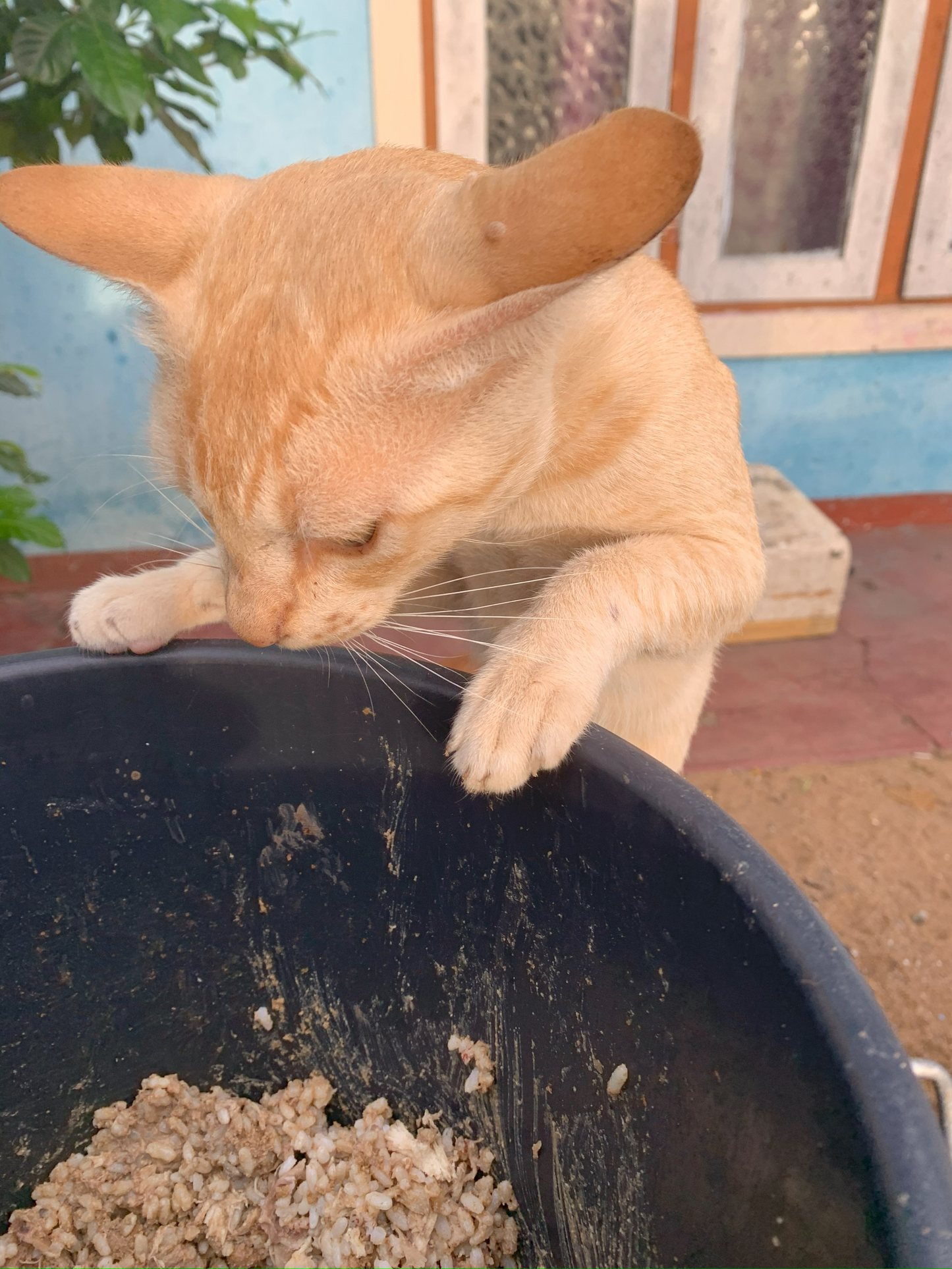 Virtual Christmas Gift - Feed Sri Lankan Street Cats