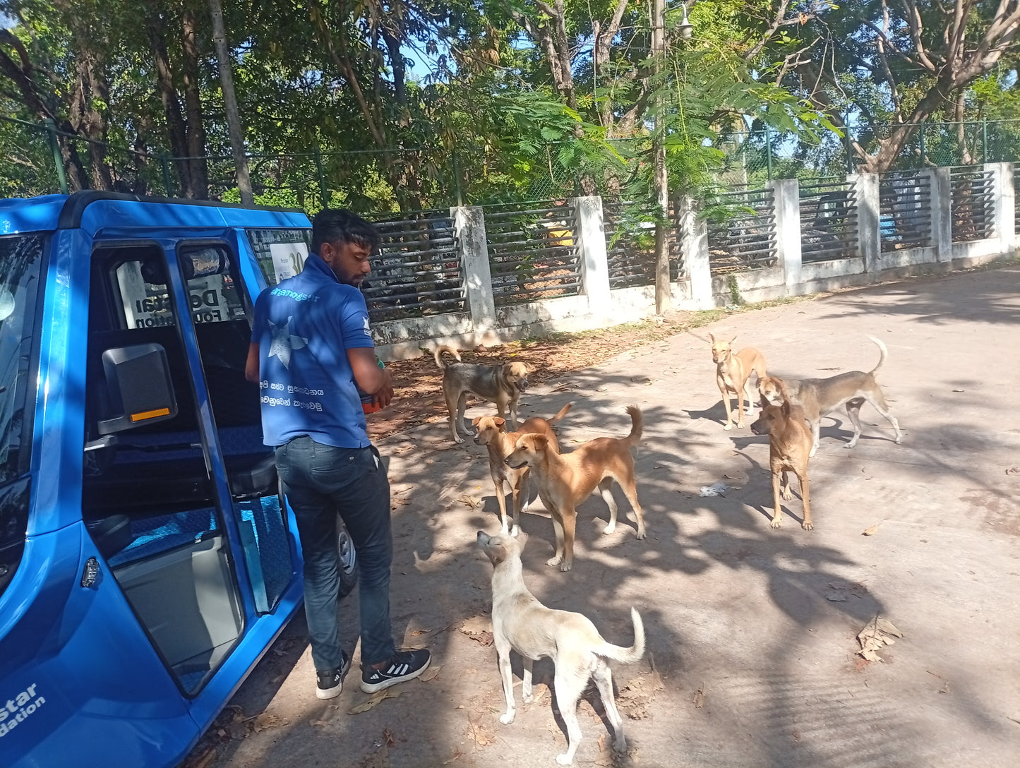 Dogstar's Team Blue Deluxe Bundle