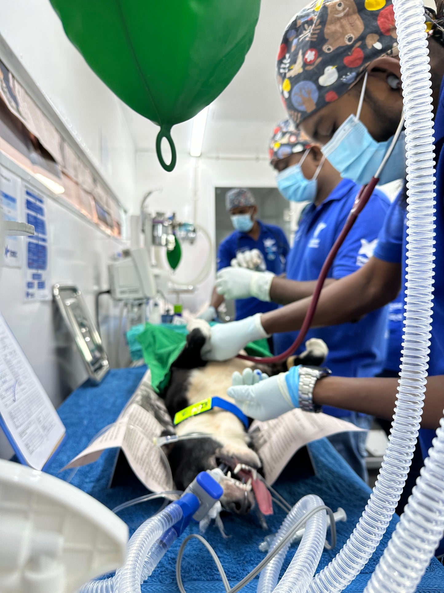 Virtual Christmas Gift - Sterilise a Sri Lankan Street Dog