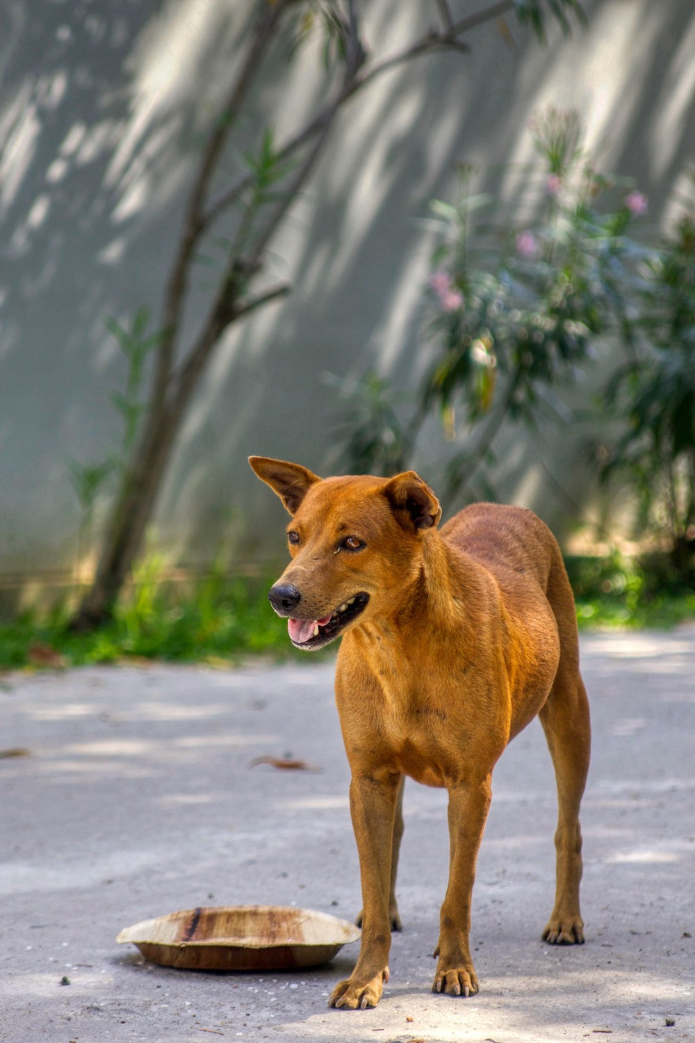 Virtual Gift - Feed Sri Lankan Street Dogs