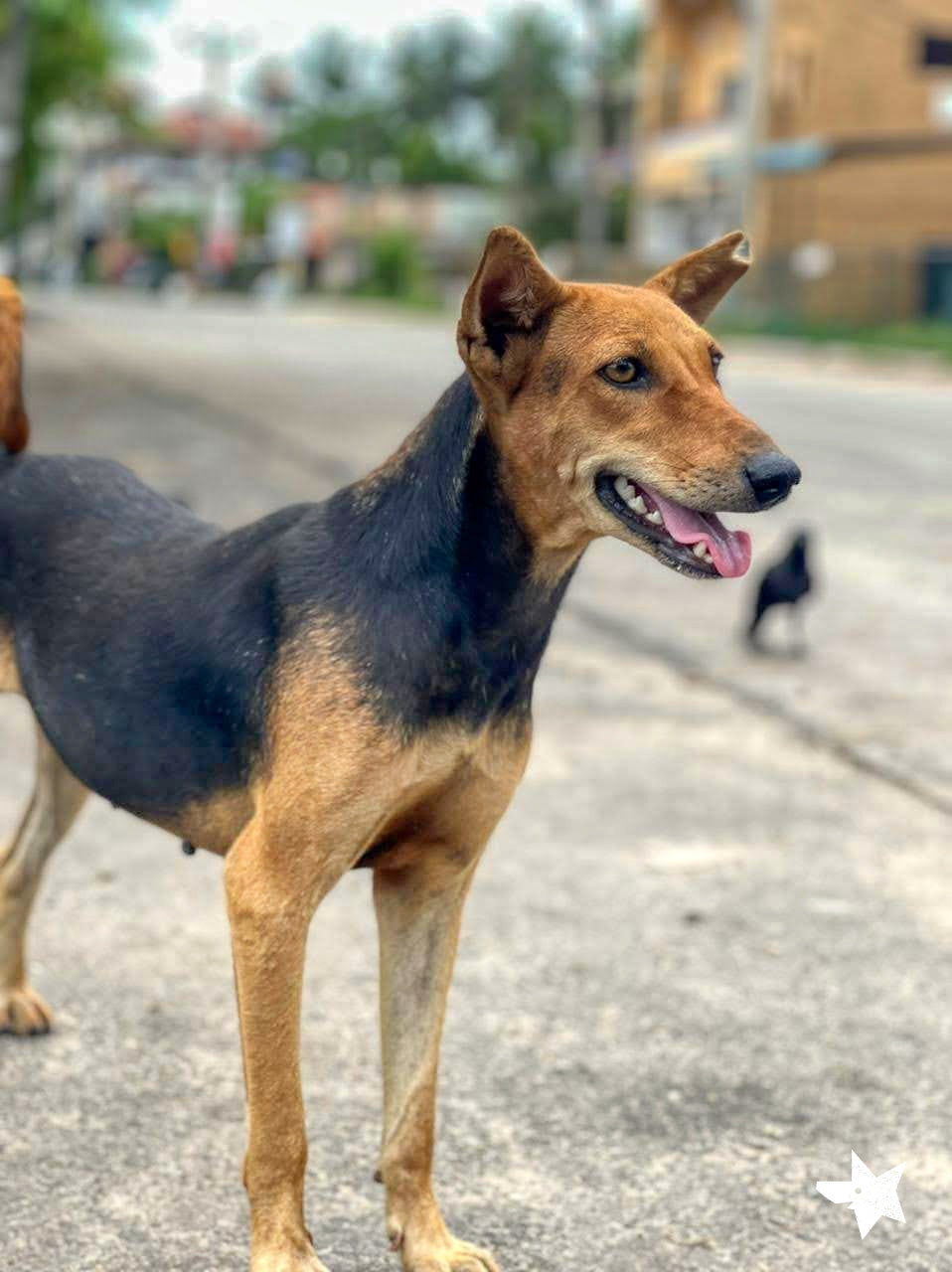 Virtual Valentine's Day Gift - Vaccinate a Sri Lankan Street Dog