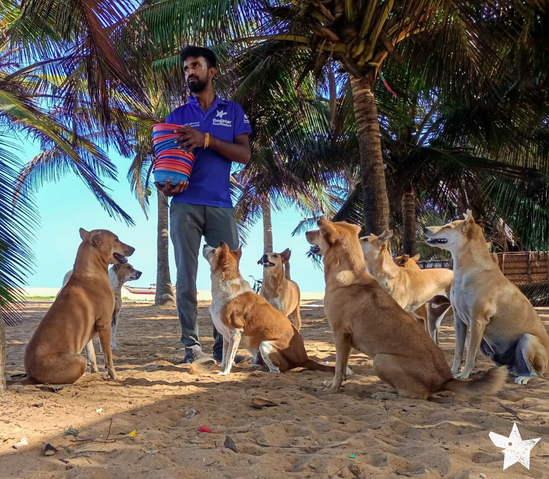 Virtual Gift - Feed Sri Lankan Street Dogs