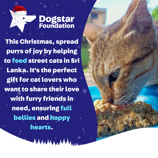 Virtual Christmas Gift - Feed Sri Lankan Street Cats