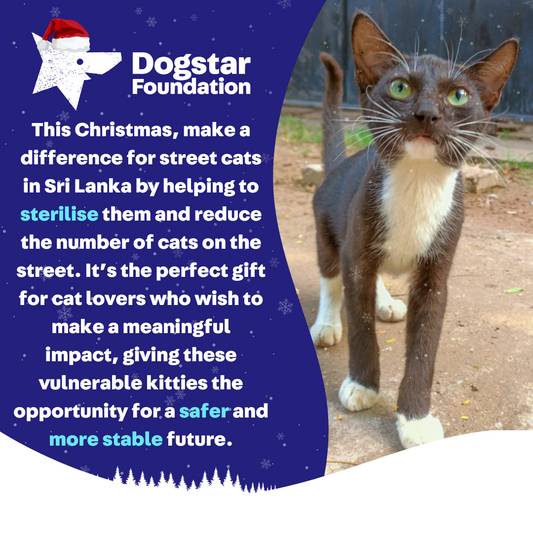 Virtual Christmas Gift - Sterilise a Sri Lankan Street Cat