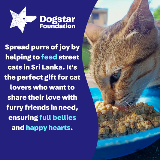 Virtual Gift - Feed Sri Lankan Street Cats