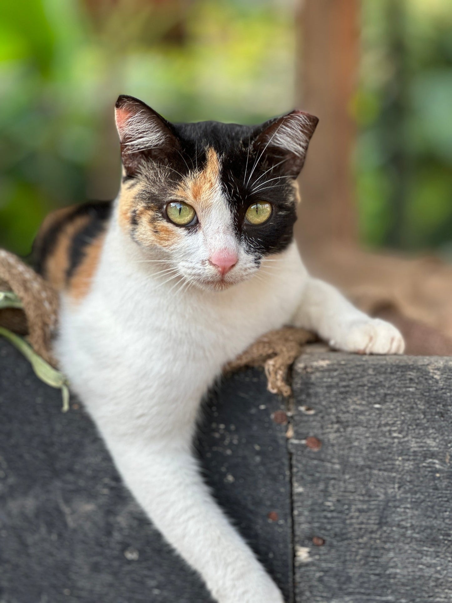 Virtual Gift - Sterilise a Sri Lankan Street Cat
