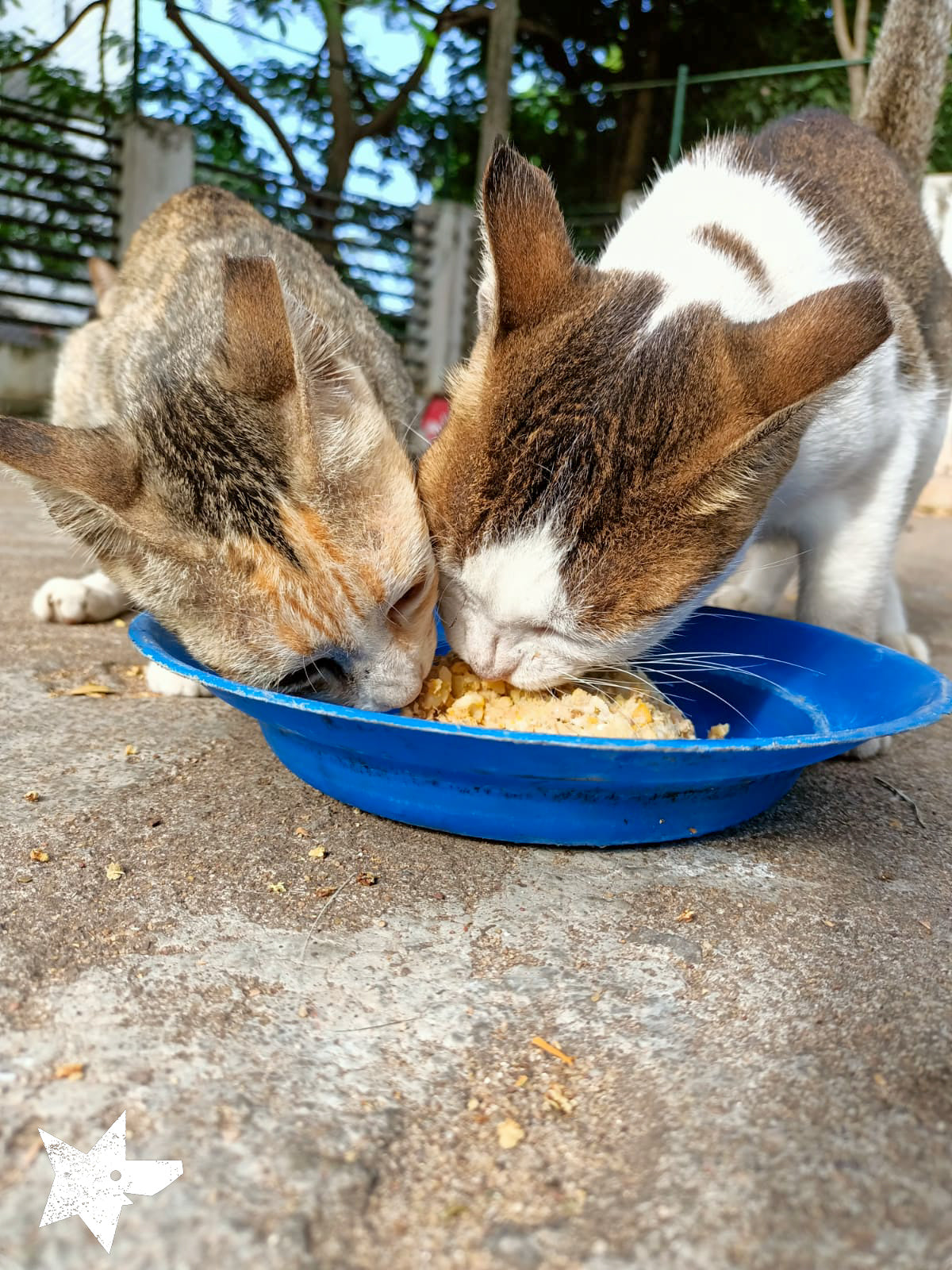 Virtual Christmas Gift - Feed Sri Lankan Street Cats