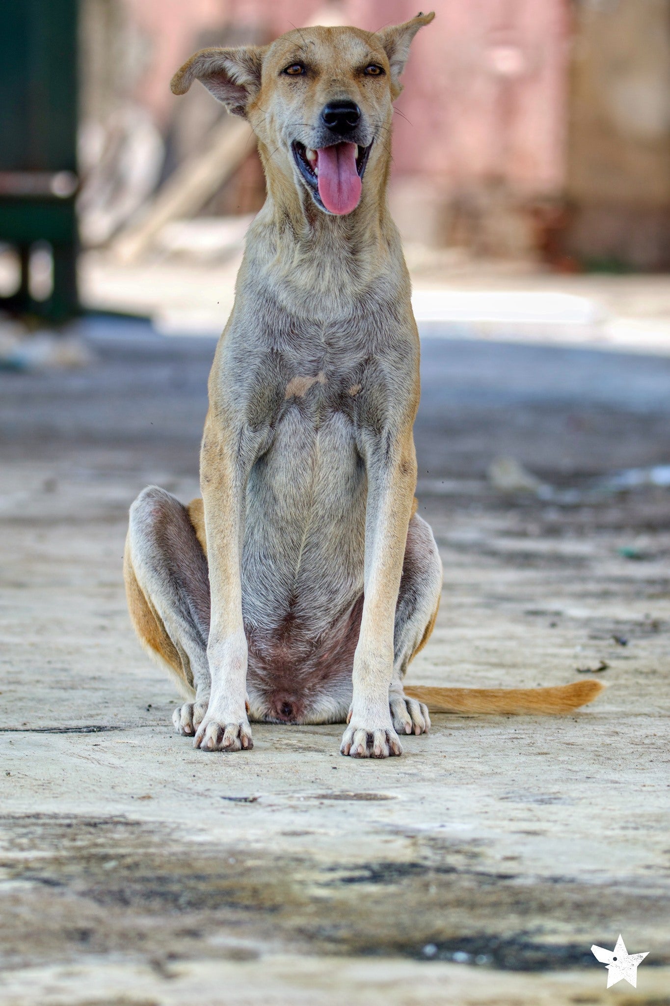 Virtual Gift - Microchip Two Dogs