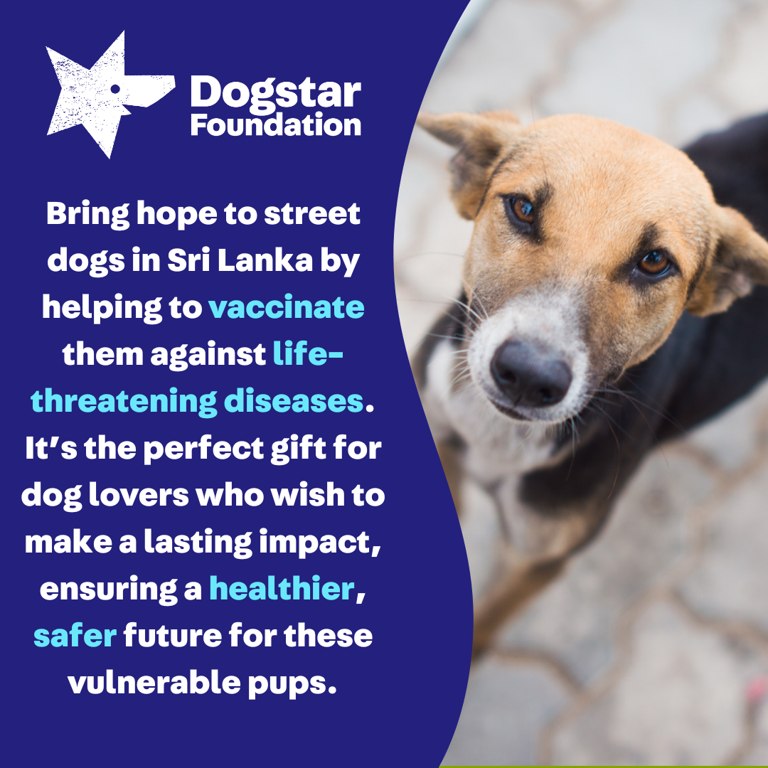 Virtual Gift - Vaccinate a Sri Lankan Street Dog