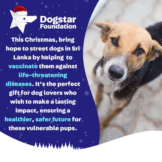 Virtual Christmas Gift - Vaccinate a Sri Lankan Street Dog