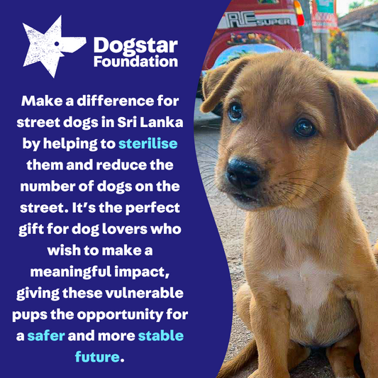Virtual Gift - Sterilise a Sri Lankan Street Dog