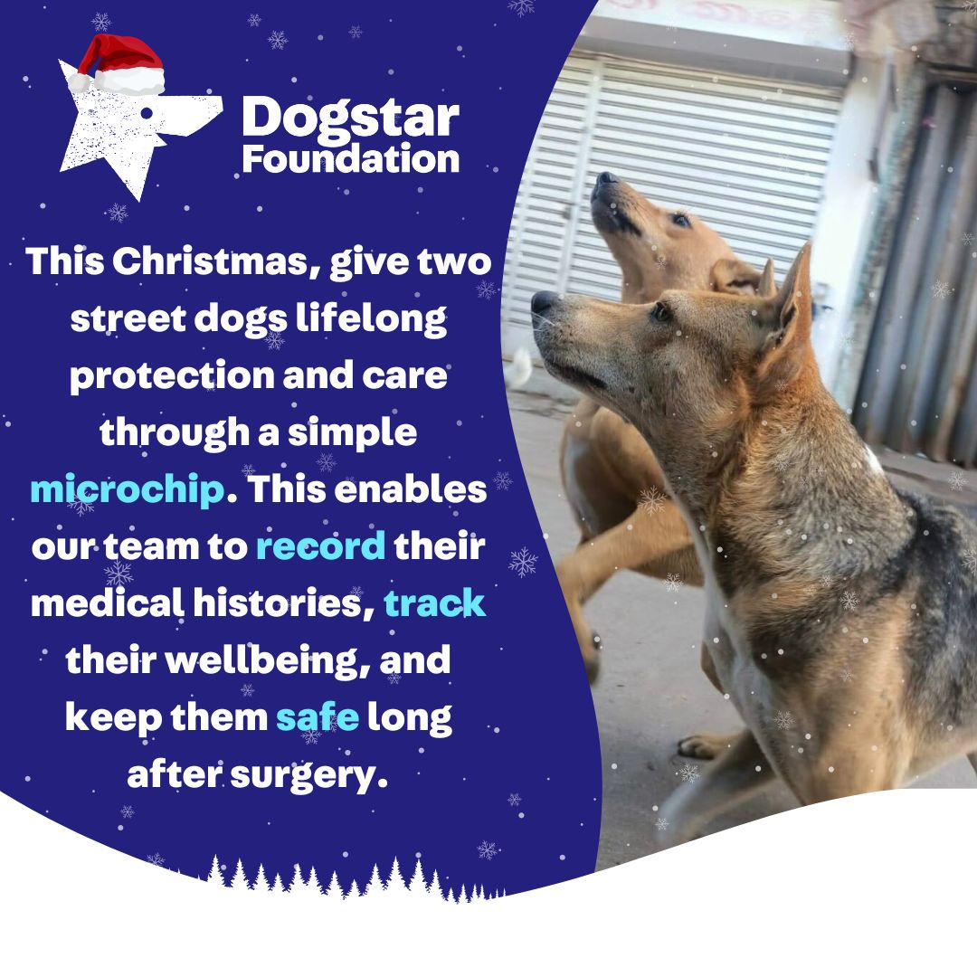 Virtual Christmas Gift - Microchip Two Dogs