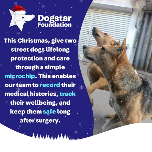 Virtual Christmas Gift - Microchip Two Dogs