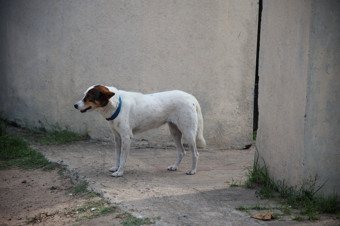 Virtual Mother's Day Gift - Gift a Mange Treatment