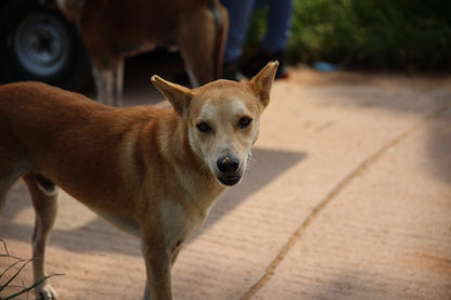 Virtual Mother's Day Gift - Gift a Mange Treatment