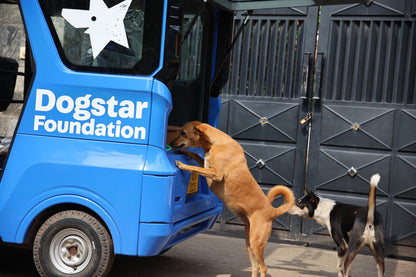 Virtual Mother's Day Gift - Sterilise a Sri Lankan Street Dog