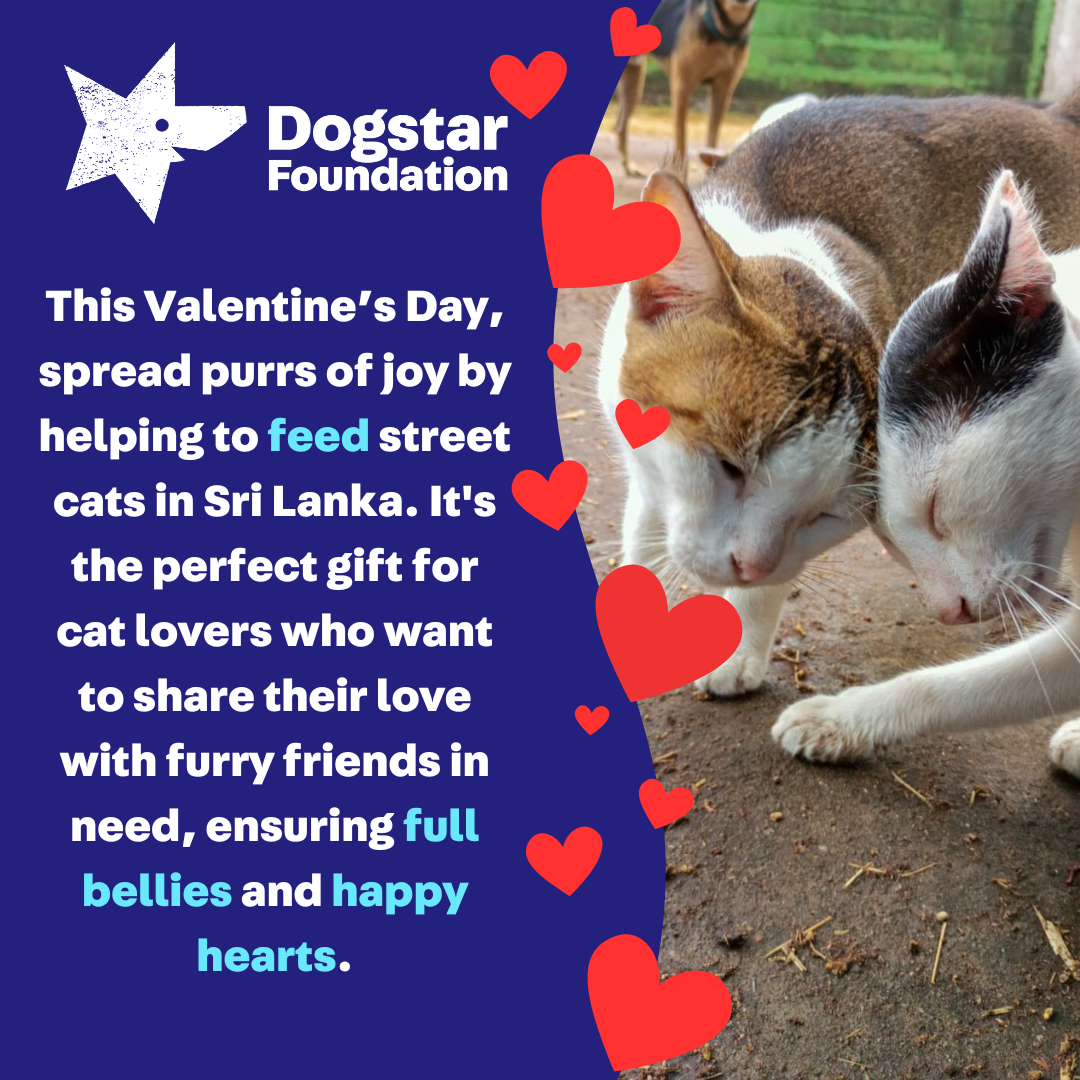 Virtual Valentine's Day Gift - Feed Sri Lankan Street Cats
