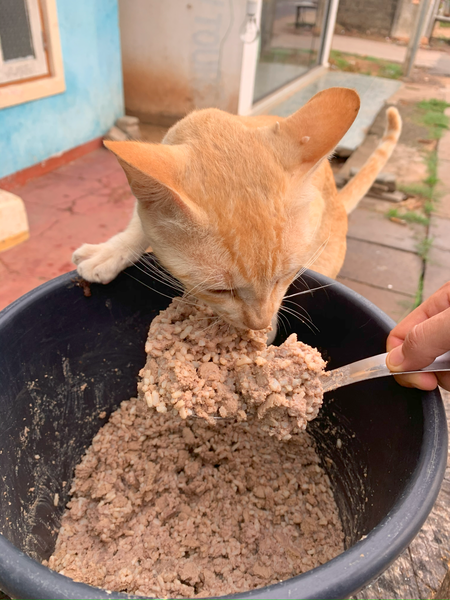 💙 Meals on 3 wheels  🛺 Feed 80 cats a tasty meal 🐈 - Gift e-Card 💙