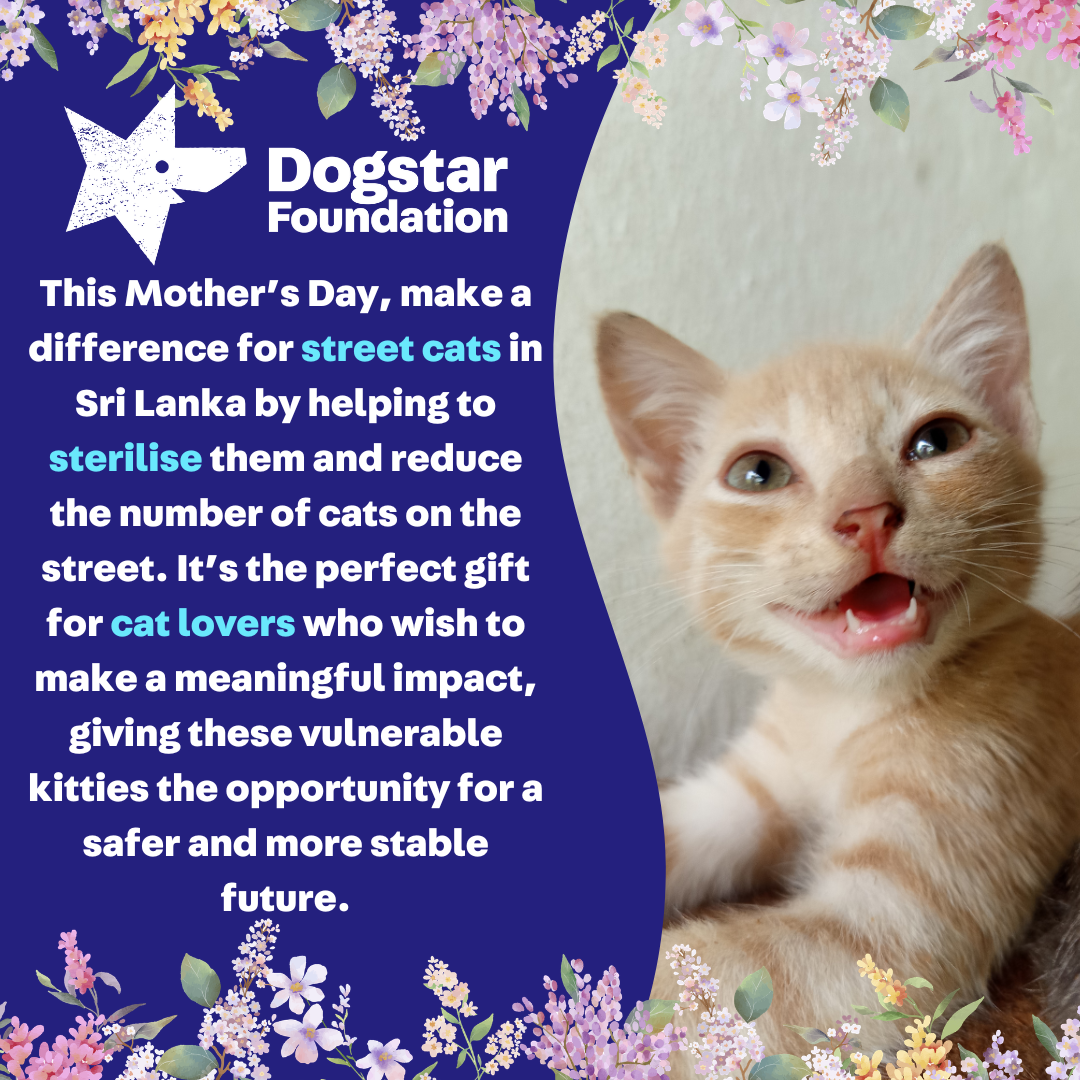 Virtual Mother's Day Gift - Sterilise a Sri Lankan Street Cat
