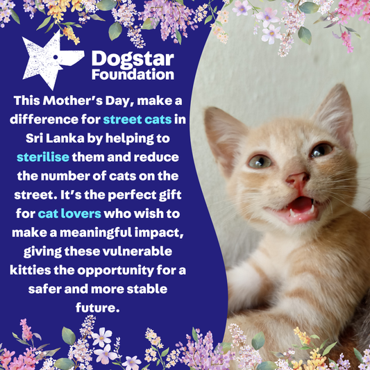 Virtual Mother's Day Gift - Sterilise a Sri Lankan Street Cat
