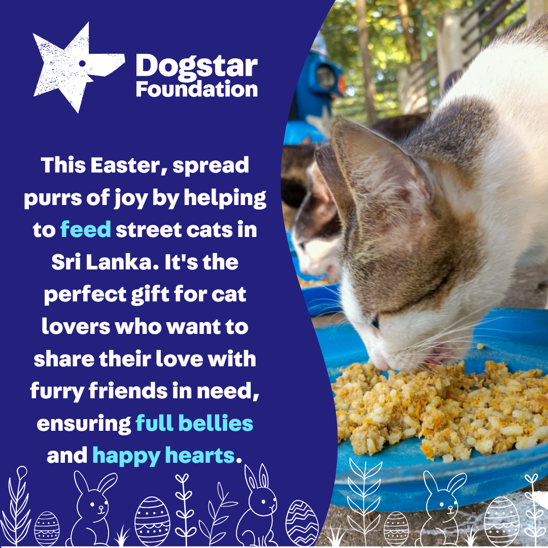 Virtual Easter Gift - Feed Sri Lankan Street Cats