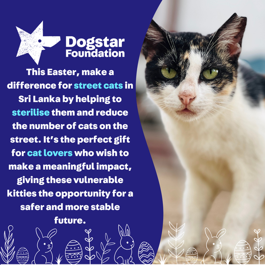Virtual Easter Gift - Sterilise a Sri Lankan Street Cat