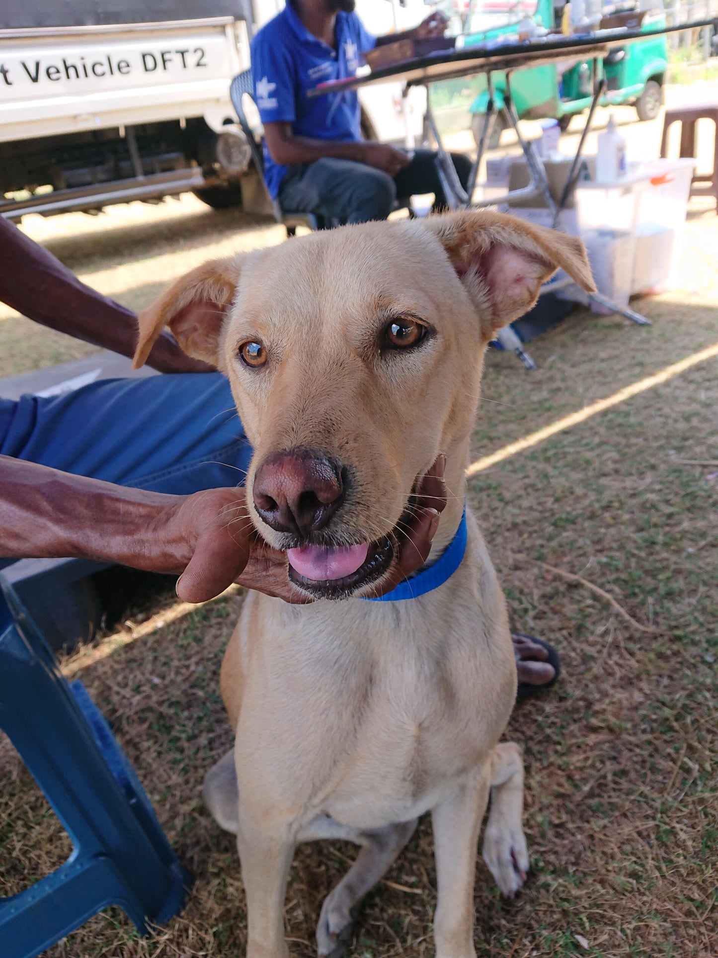 Virtual Father's Day Gift - Vaccinate a Sri Lankan Street Dog
