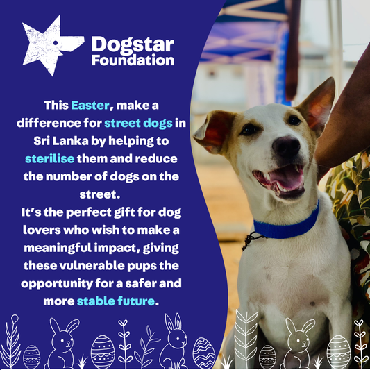 Virtual Easter Gift - Sterilise a Sri Lankan Street Dog