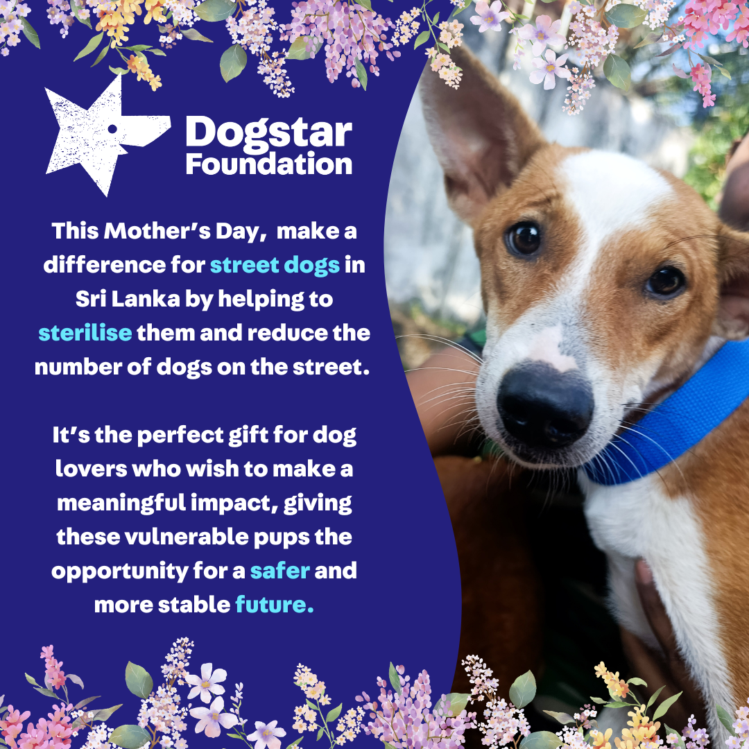 Virtual Mother's Day Gift - Sterilise a Sri Lankan Street Dog