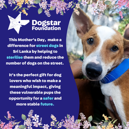 Virtual Mother's Day Gift - Sterilise a Sri Lankan Street Dog