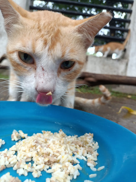 💙 Meals on 3 wheels  🛺 Feed 200 cats a tasty meal 🐈 - Gift e-Card 💙