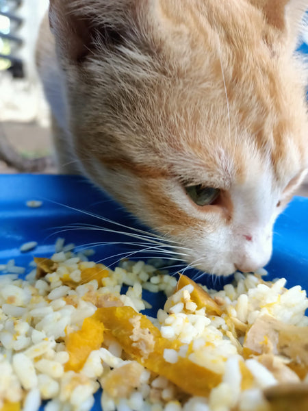 💙 Meals on 3 wheels  🛺 Feed 90 cats a tasty meal 🐈 - Gift e-Card 💙