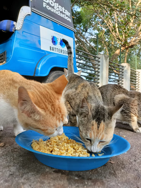 💙 Meals on 3 wheels  🛺 Feed 40 cats a tasty meal 🐈 - Gift e-Card 💙