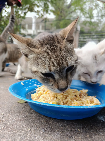 💙 Meals on 3 wheels  🛺 Feed 50 cats a tasty meal 🐈 - Gift e-Card 💙