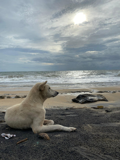 Virtual Father's Day Gift - Vaccinate a Sri Lankan Street Dog