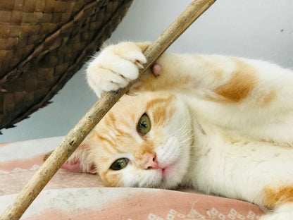 Virtual Mother's Day Gift - Sterilise a Sri Lankan Street Cat