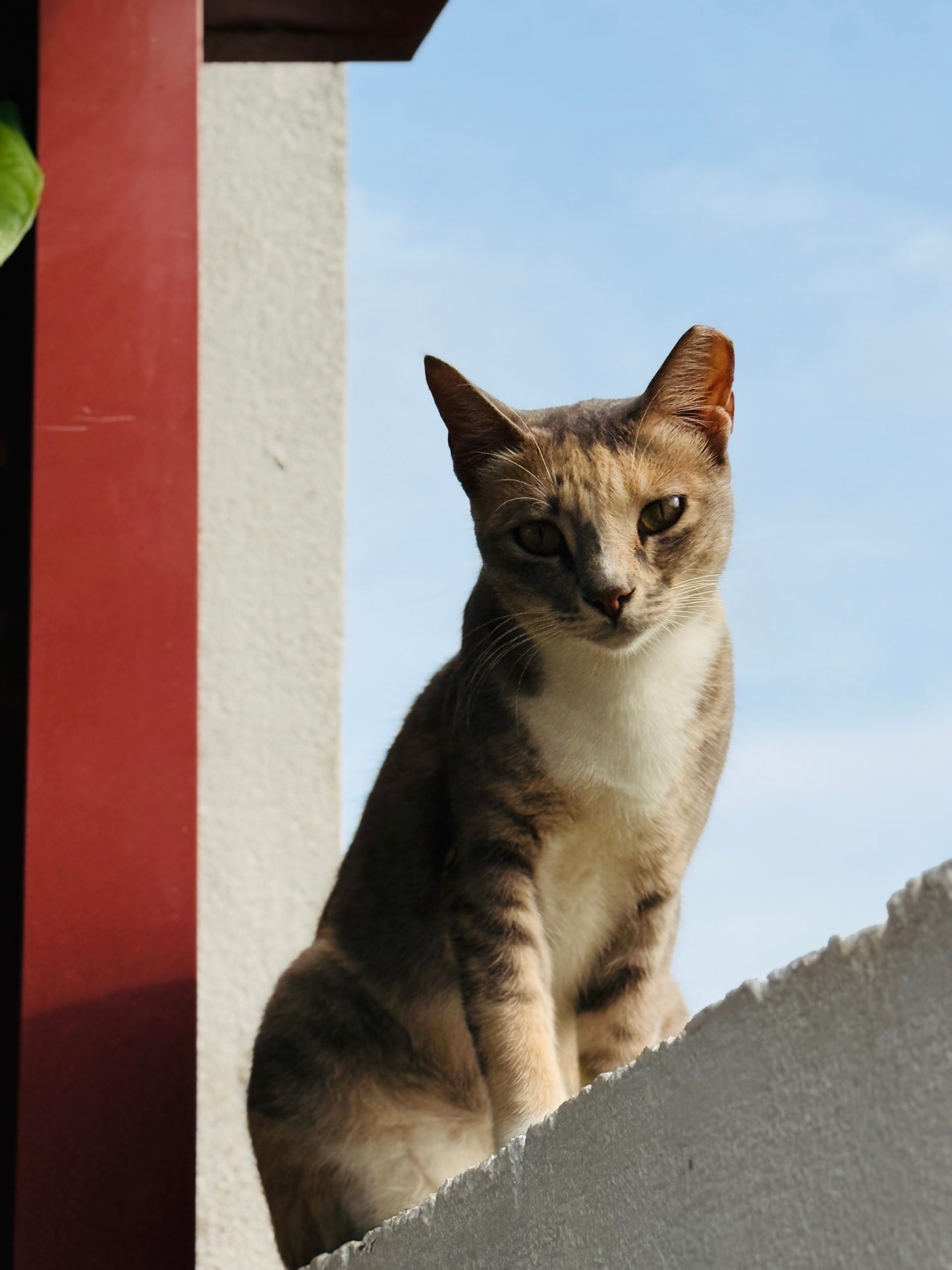 Virtual Gift - Rabies Vaccine for a Sri Lankan Street Cat