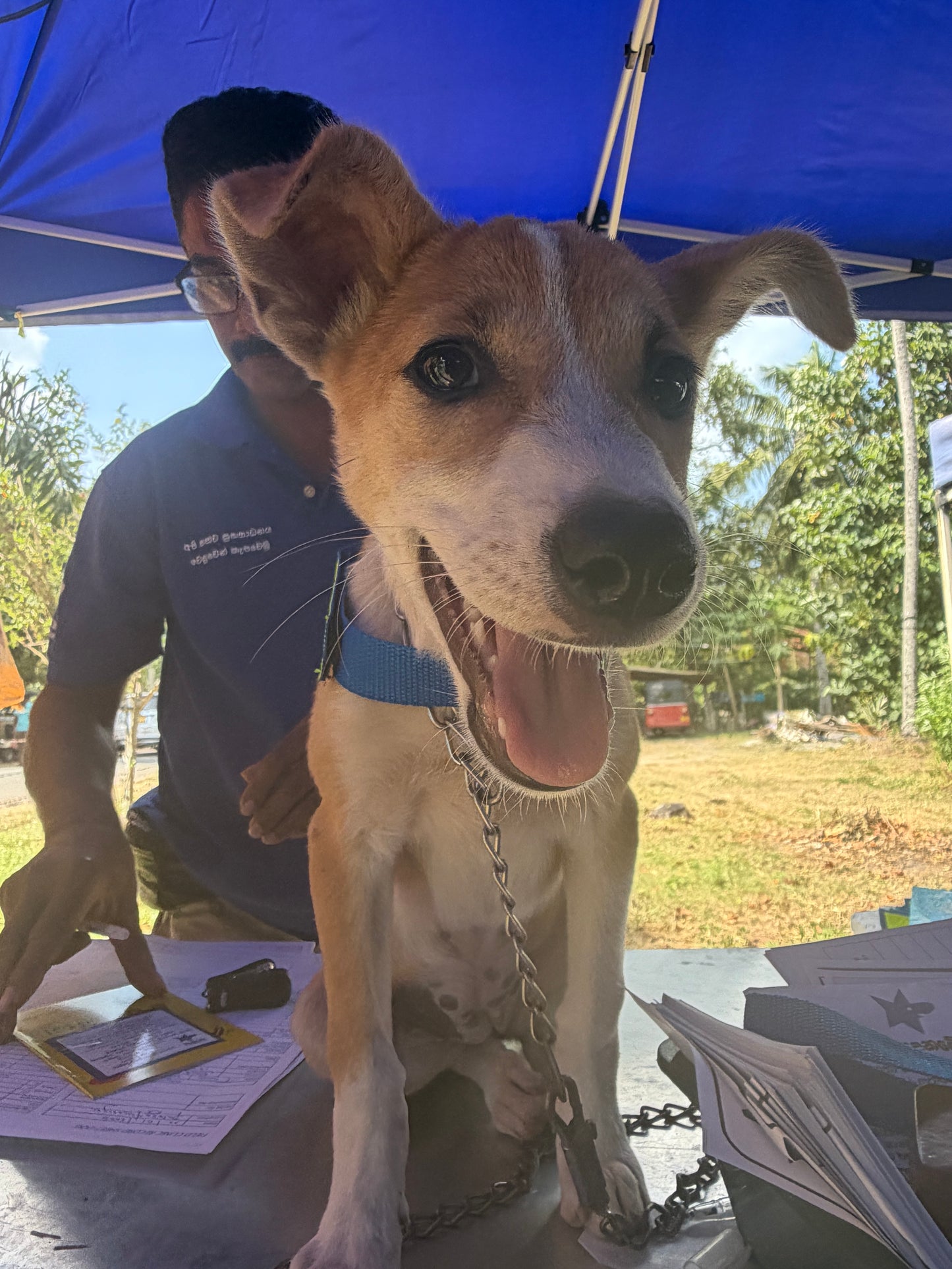 Virtual Father's Day Gift - Microchip Two Dogs
