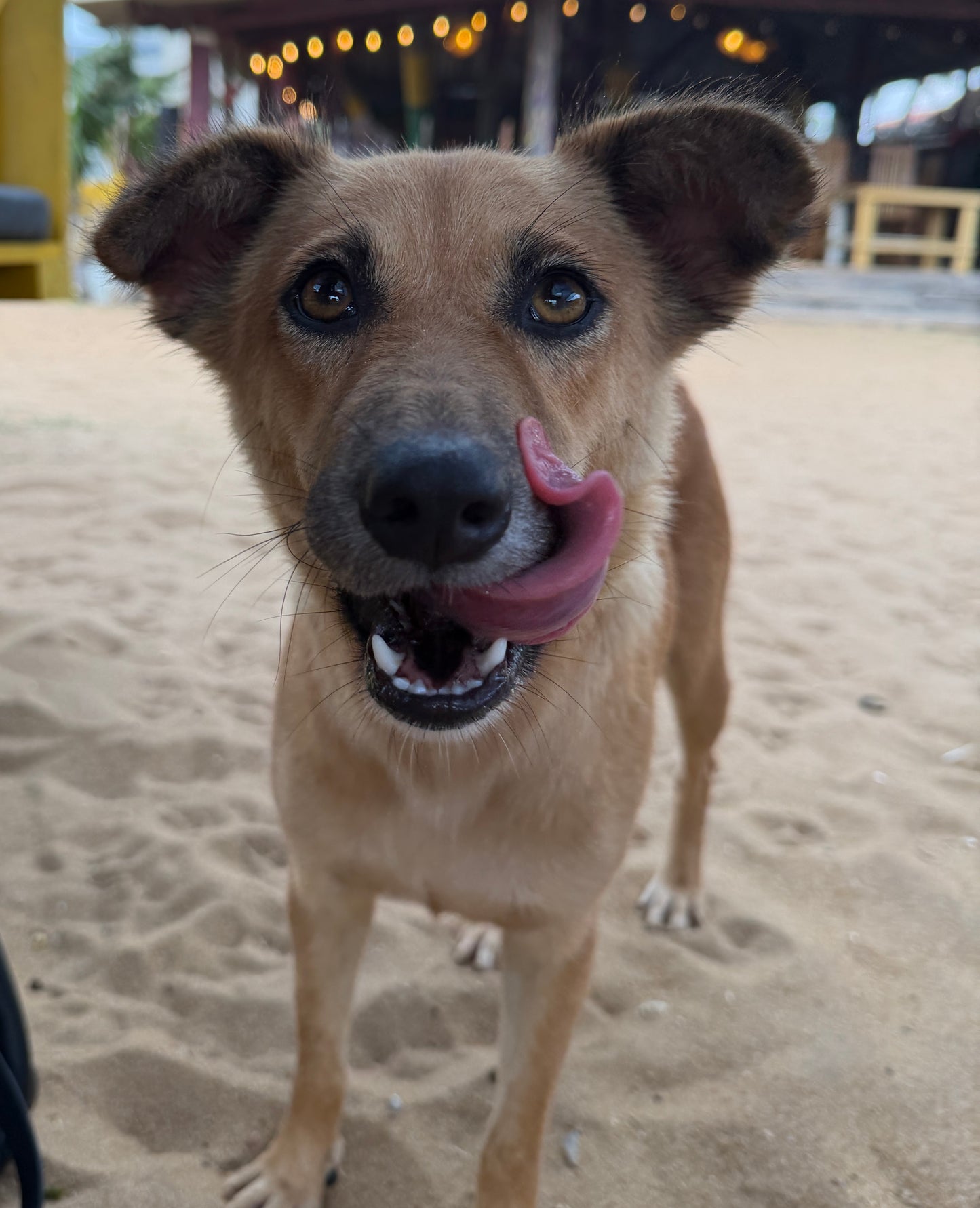 Virtual Mother's Day Gift - Microchip Two Dogs