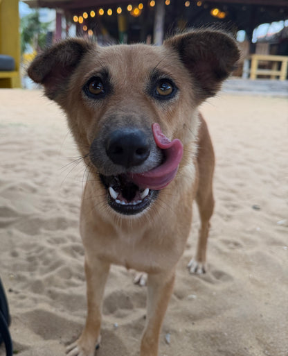 Virtual Mother's Day Gift - Microchip Two Dogs