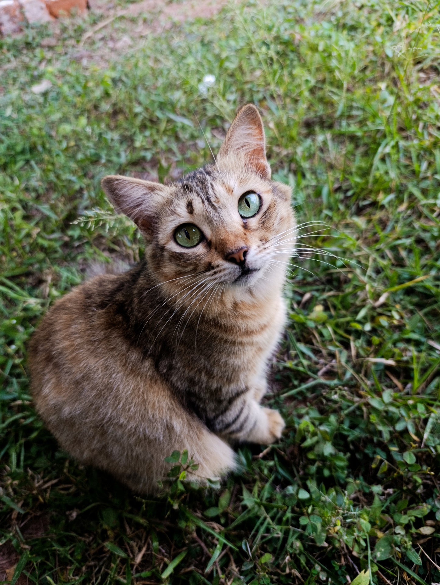Virtual Mother's Day Gift - Sterilise a Sri Lankan Street Cat