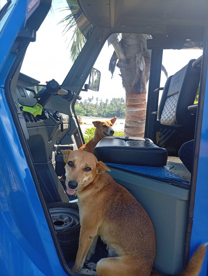 Virtual Father's Day Gift - Feed Sri Lankan Street Dogs