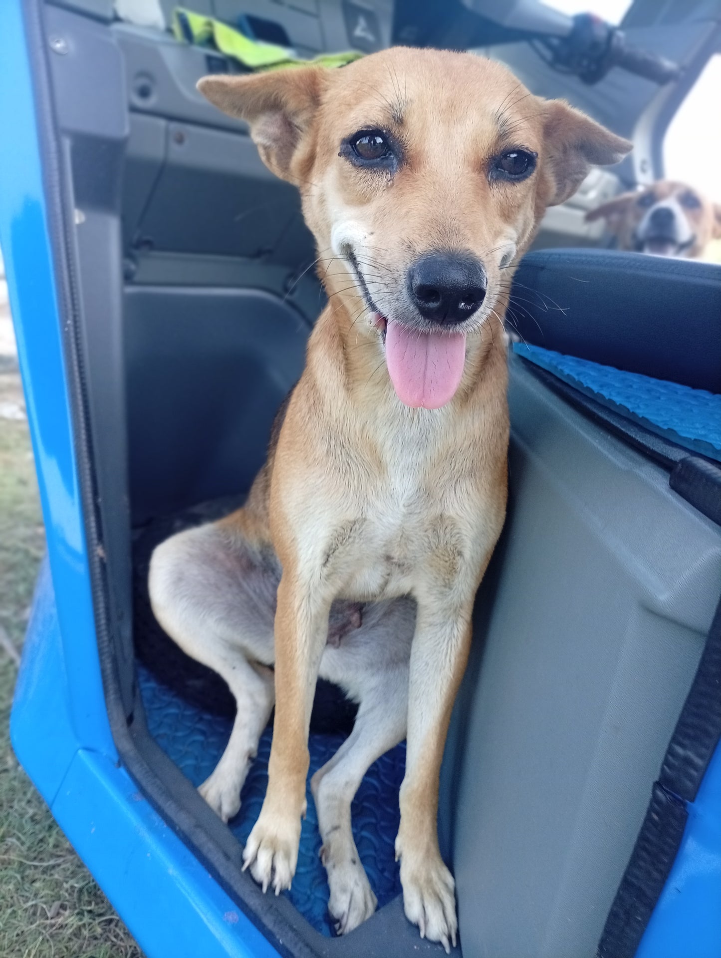 Virtual Gift - Rabies Vaccine for a Sri Lankan Street Dog