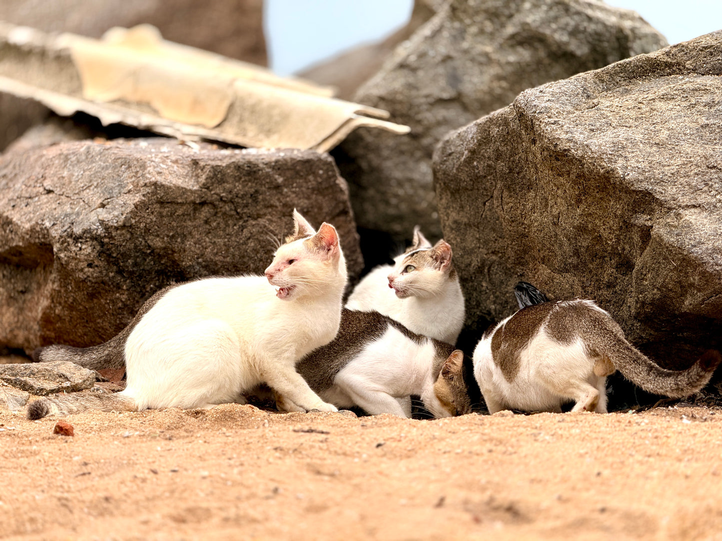 Virtual Father's Day Gift - Sterilise a Sri Lankan Street Cat