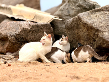 Virtual Father's Day Gift - Sterilise a Sri Lankan Street Cat