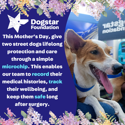 Virtual Mother's Day Gift - Microchip Two Dogs