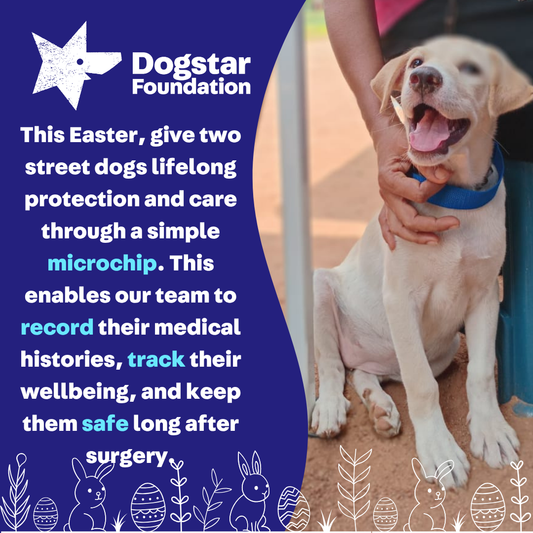 Virtual Easter Gift - Microchip Two Dogs