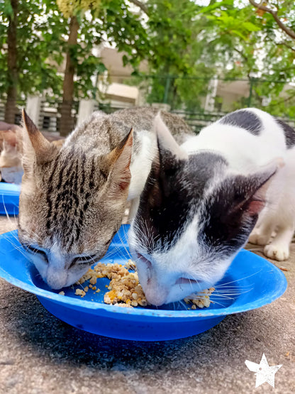 Virtual Valentine's Day Gift - Feed Sri Lankan Street Cats