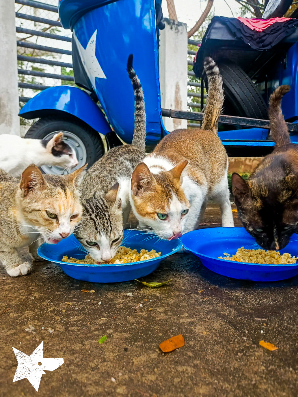 Virtual Valentine's Day Gift - Feed Sri Lankan Street Cats