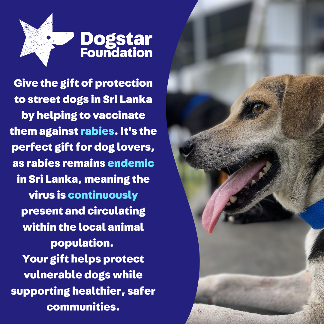 Virtual Gift - Rabies Vaccine for a Sri Lankan Street Dog